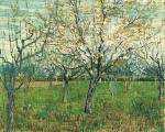 Orchard with Blossoming Apricot Trees