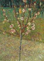 Almond Tree in Blossom