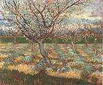 Apricot Trees in Blossom