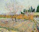 Orchard with Peach Trees in Blossom