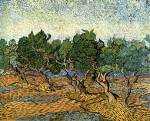 Olive Grove